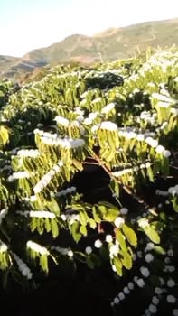 Đất Nông Nghiệp 11ha Đắk Plao, Đắk Nông - Cơ hội đầu tư dài hạn!