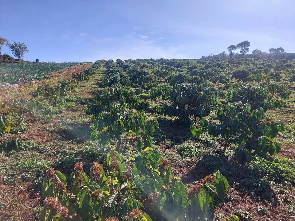 Đất nền Lộc Quảng 50.000m² - Sổ hồng sẵn, tiềm năng sinh lời!