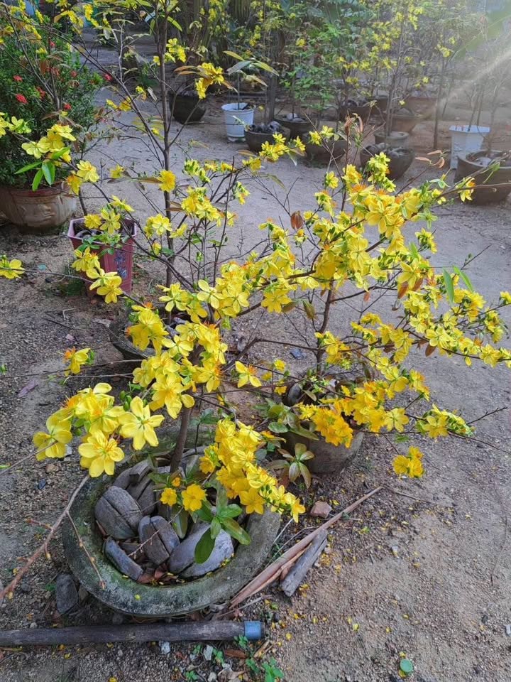 Đất Nền Văn Hải, Phan Rang - Sổ Đỏ Chính Chủ, Tiềm Năng Tăng Giá