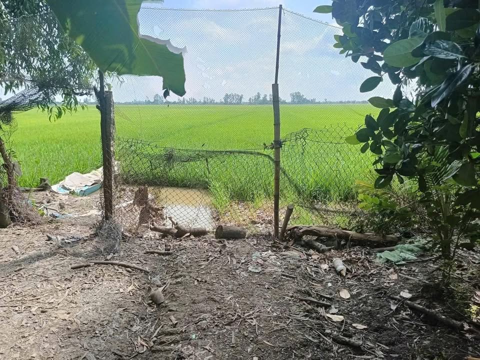 Đất nền Tân Hiệp, Kiên Giang 900m² - Sổ hồng chính chủ!