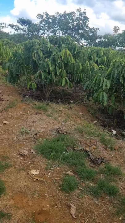 Đất nền Bảo Lộc 1904m² - Đường ô tô vào tận nơi!