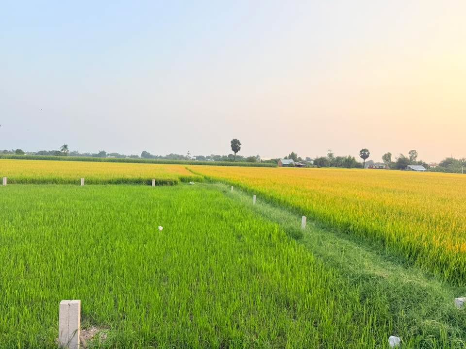 Đất nền Bến Cầu 116m² giá 420 triệu - Tiềm năng tăng giá!