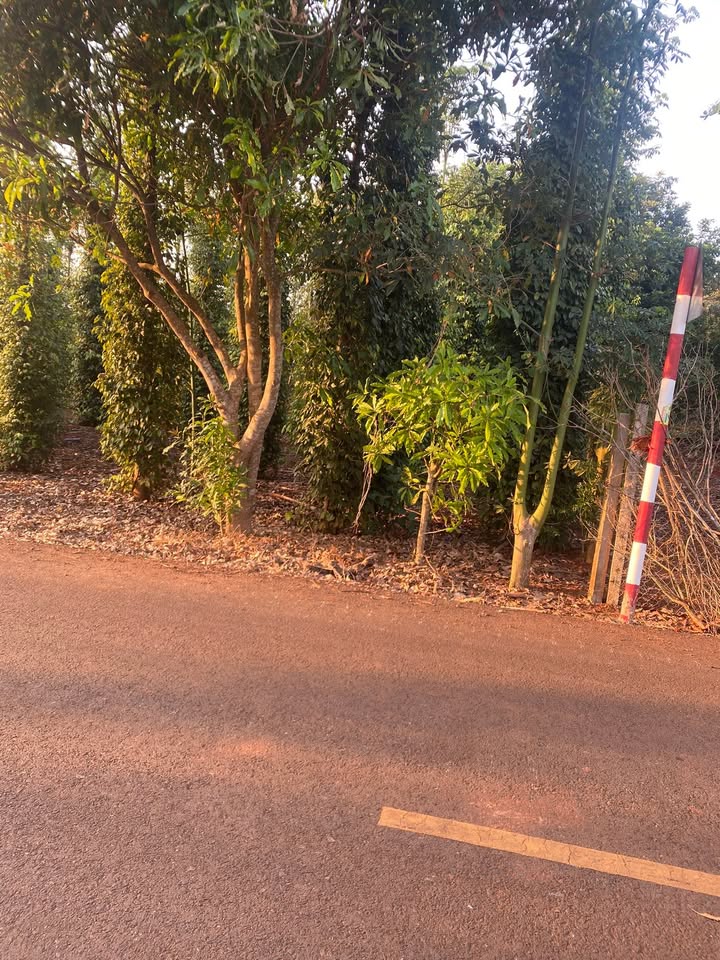 Bán Đất Vườn Xuyên Mộc 360m² - Vườn Tiêu Thu Hoạch, Giá 1 Tỷ Chính Chủ