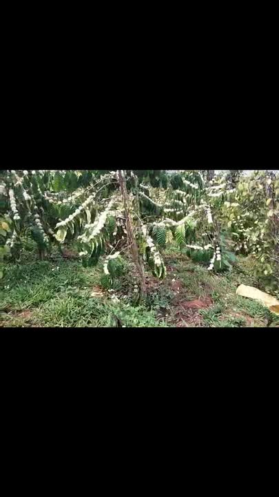 Bán Đất Farm Rộng 22.000m² Nam Zang, Lâm Đồng - Sổ Đỏ, Giá 2.3 Tỷ