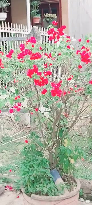 Đất Diên Khánh 86m² - Sổ hồng Full Thổ, 5m ra Đồng Khởi