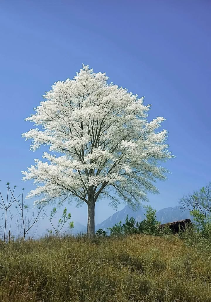 Bán Đất Mặt Tiền Bàu Năng 5, Thanh Khê, Đà Nẵng - 85m² Sổ Hồng Chính Chủ