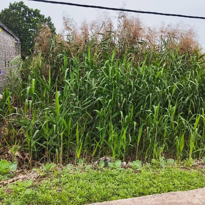 Đất nền Giao Hà 122m² ~1.1 tỷ - Tiềm năng tăng giá mạnh mẽ!