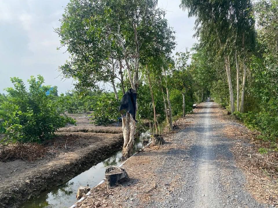 Đất vườn 1000m² Bến Lức Long An - Sổ đỏ chính chủ, giá 850 triệu!