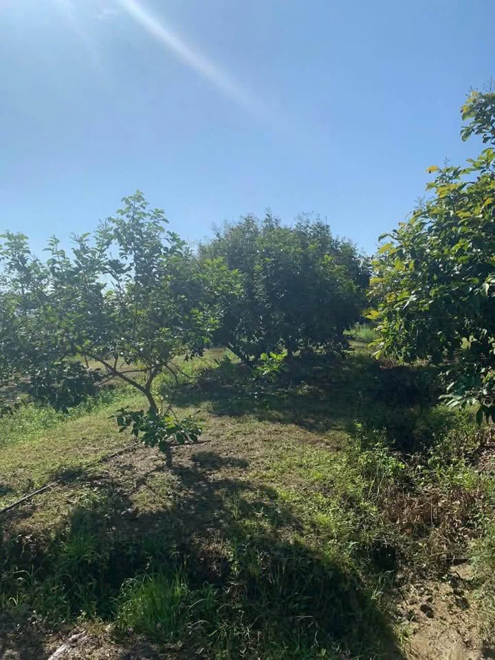 Đất Phú Xuân Tân Phú 5 sào 1,3 tỷ - Sinh thái xanh