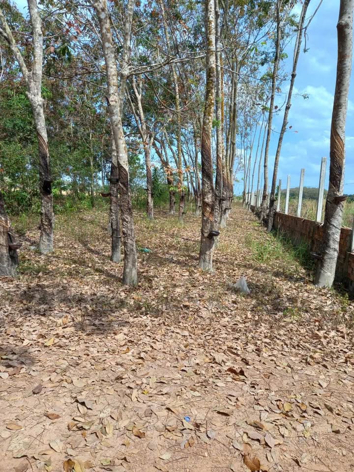 Đất nền Tân Châu Tây Ninh 600m² chỉ 600 triệu - Sổ đỏ chính chủ!