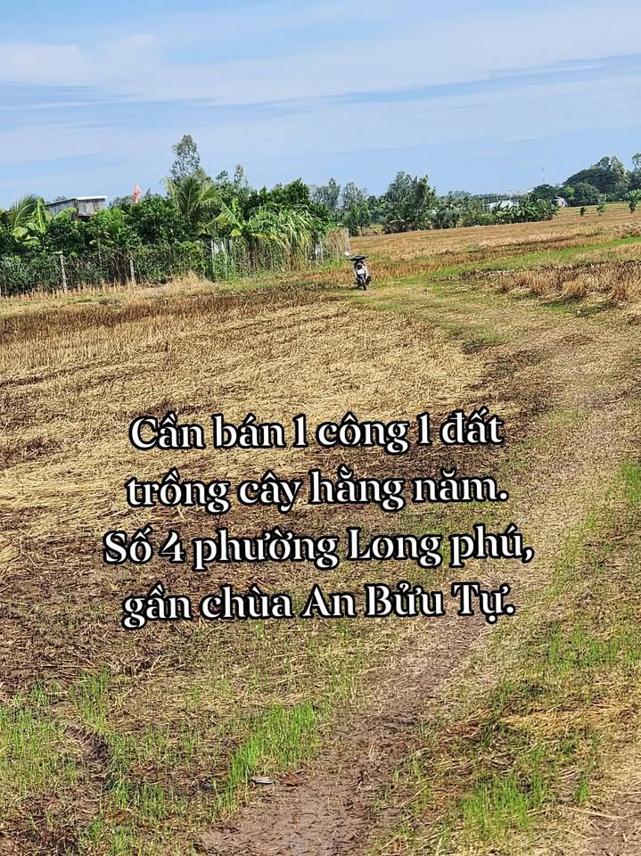 Đất nền Long Phú Tân Châu 1103m² 320 triệu, Sổ đỏ chính chủ