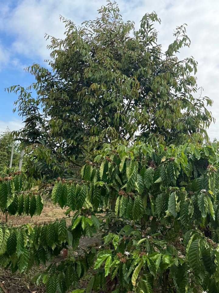 Đất Vườn Đắk Lắk 5.6 Sào - 3.3 Tỷ, Gần Thị Trấn Ea Súp