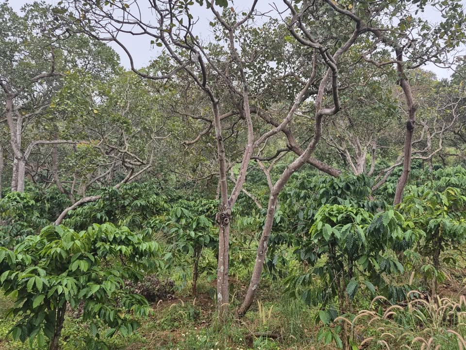 Bán Đất Nền 1.8ha Bình Phước - Mặt Tiền Bê Tông, Giá 2.5 Tỷ