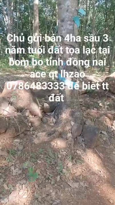 Bán 4ha Sầu Riêng 3 Năm Tuổi Tại Tân Phú, Đồng Nai - Thổ Nhưỡng Màu Mỡ