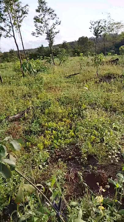 Đất Nông Nghiệp Phú Trung, Phú Riềng 1.75 hecta - Đầu tư dài hạn!