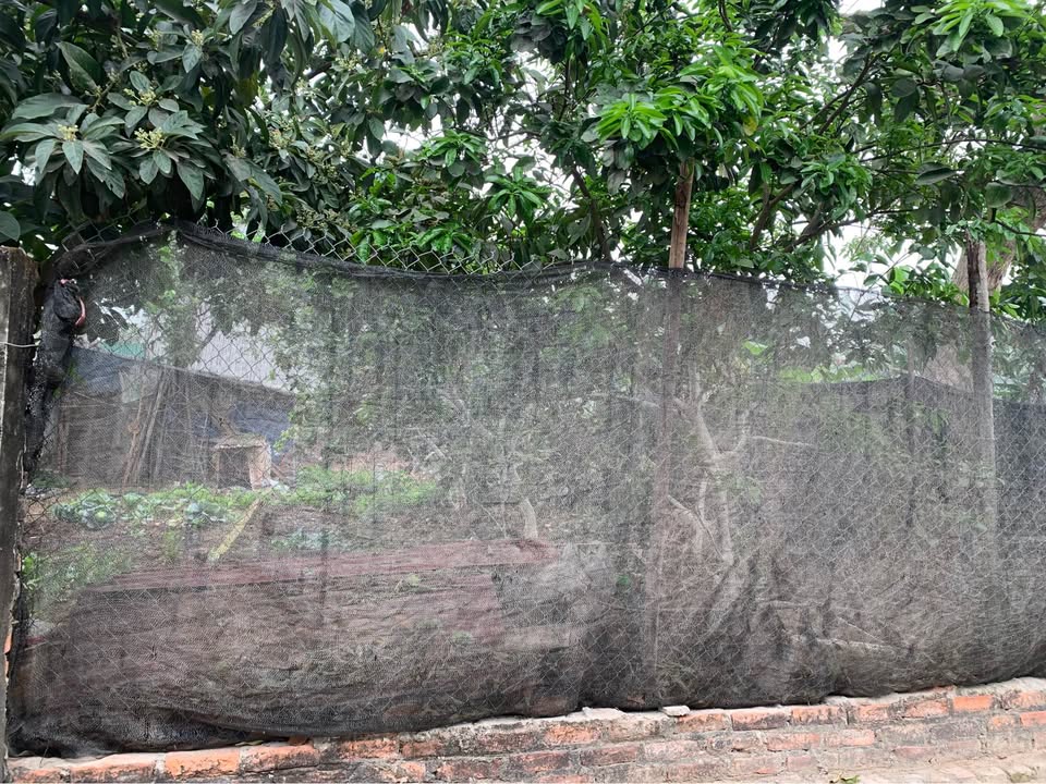 Đất nền Ngọc Tảo Phúc Thọ 118m² - Sổ đỏ chính chủ, xây dựng ngay!