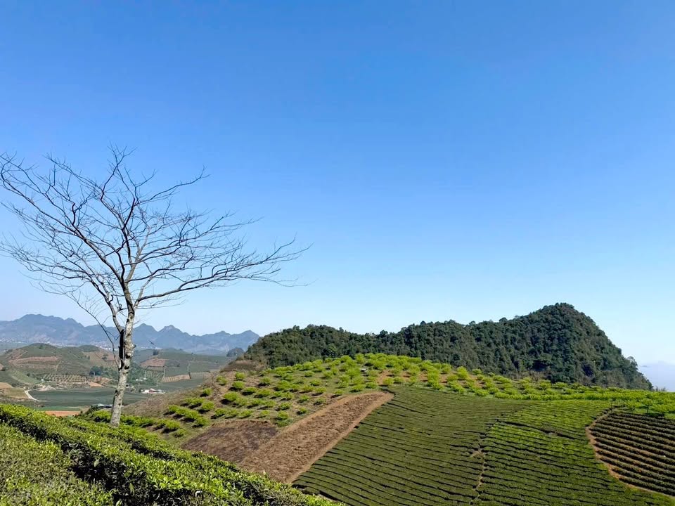 Đất trồng cây 2000m² Yên Châu, Sơn La - Mặt đường 40m, 450 triệu