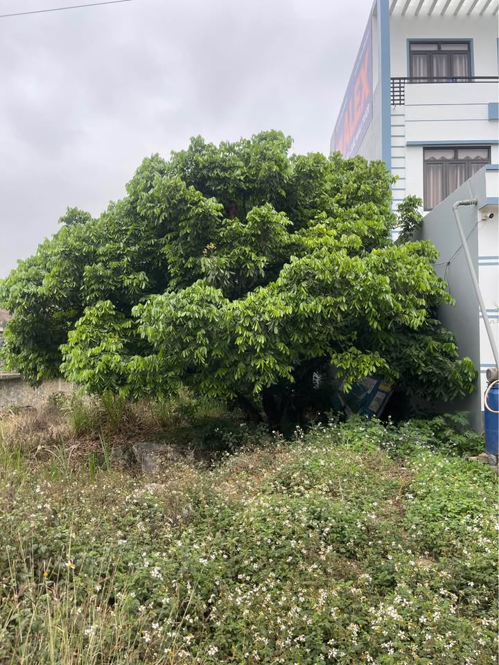 Đất Mặt Tiền QL6 Mai Sơn, Sơn La - 135m² Thổ Cư, Đầu Tư Sinh Lời