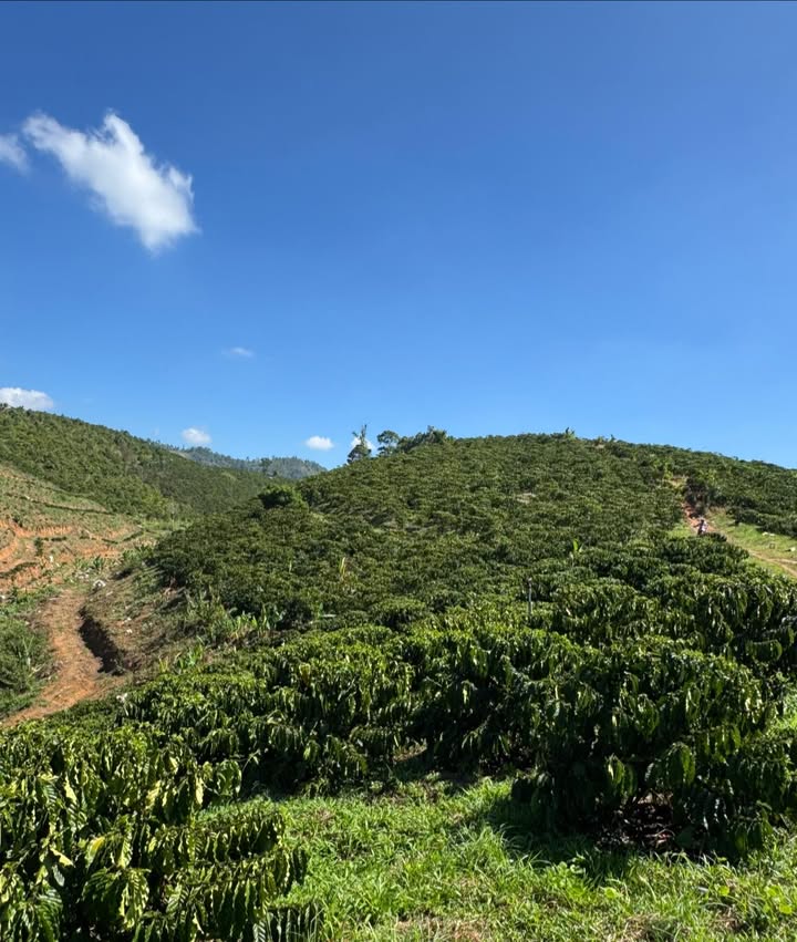 Đất Nền 1.8ha Đắk Nông - Giá Đầu Tư 3.8 Tỷ