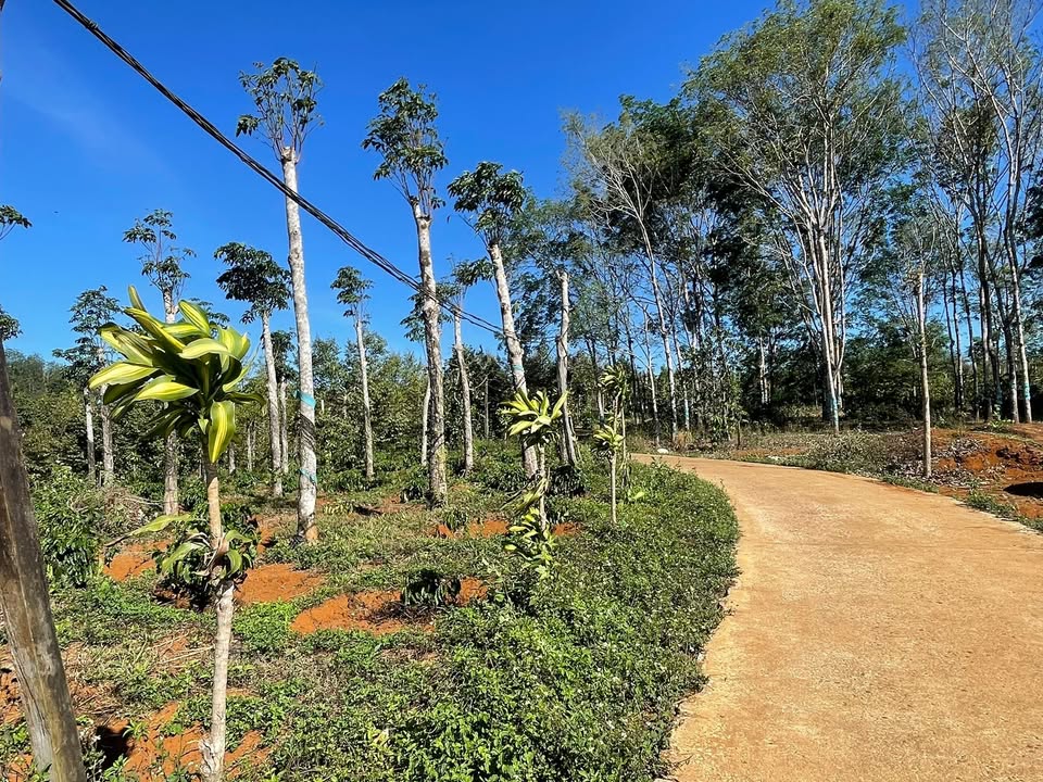 Đất nền Đắk R'Lấp 1080m² - Đường to ô tô, sổ đỏ sẵn sàng!