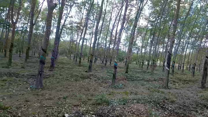 Bán gấp đất rẫy cao su 3.3ha Đắk Wil, Đắk Nông - Sổ đỏ sẵn sàng, thu nhập ổn định