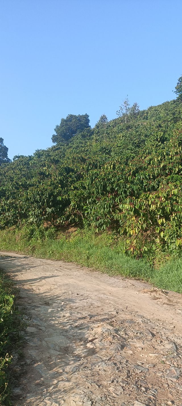 Bán gấp 1.3ha Đất Vườn Đam Rông, Lâm Đồng - 2.4 Tỷ, Sẵn Sổ Đỏ