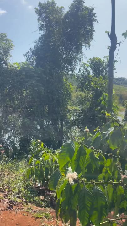 Đất vườn Đắk R'Tíh 1ha - Sổ đỏ chính chủ, view hồ tự nhiên!