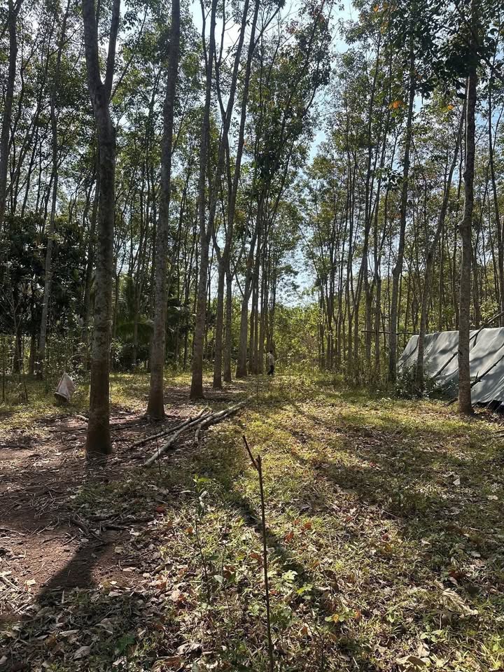 Đất cao su Bình Long 2160m² 1.4 tỷ - Sinh thái xanh