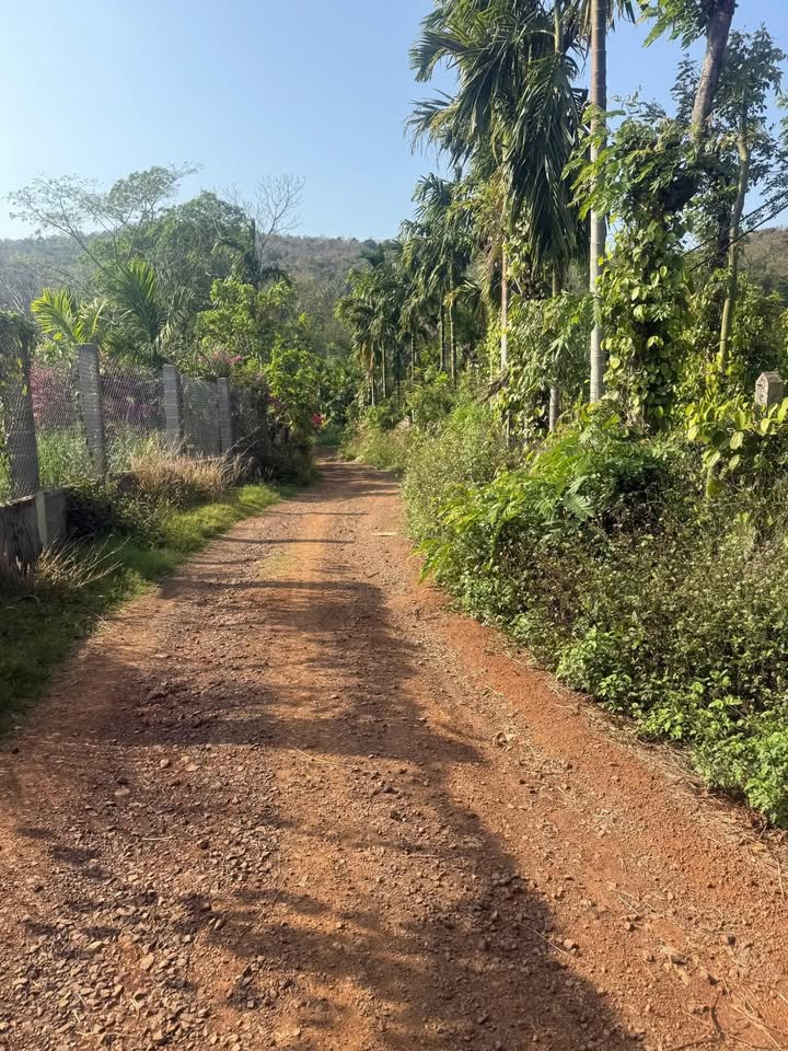 Đất Nông Nghiệp Hòa Thắng 2880m² - Sổ đỏ chính chủ, đầu tư dài hạn!