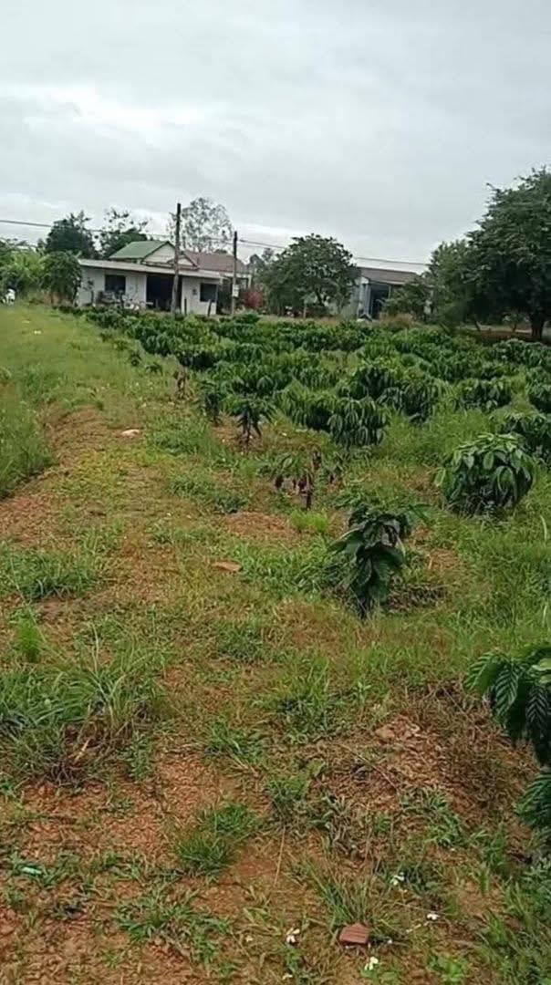 Bán Đất Vườn 18000m² Đắk Lắk - Sổ Hồng Sẵn Sàng