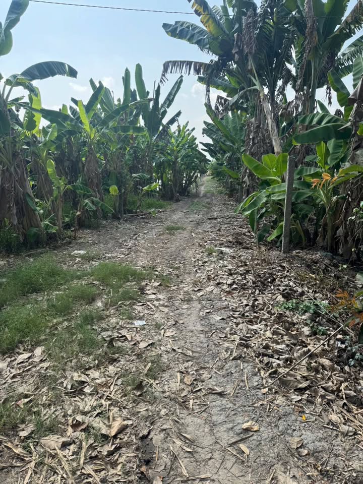 Đất nền Xã Tây Phú, Thoại Sơn 300m² - Sổ đỏ chính chủ!