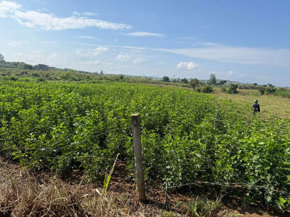 Đất nền Đức Trọng 720m² giá 590 triệu - Sổ đỏ chính chủ!