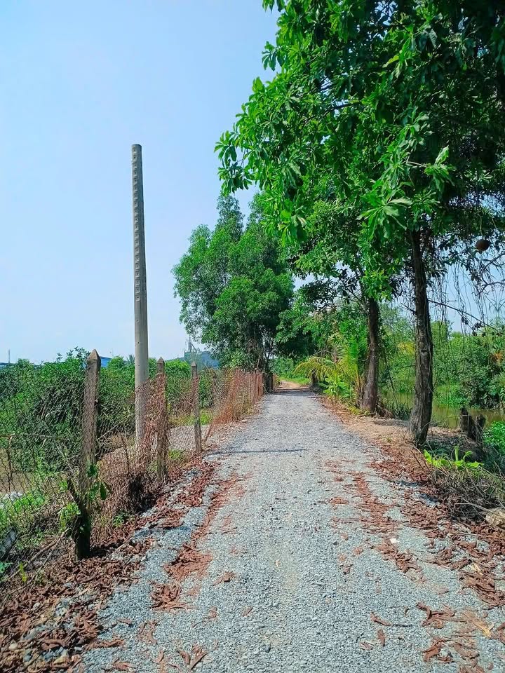 Đất Vườn Bến Lức, Long An 1000m² giá 1.29 tỷ - Sổ hồng rõ ràng
