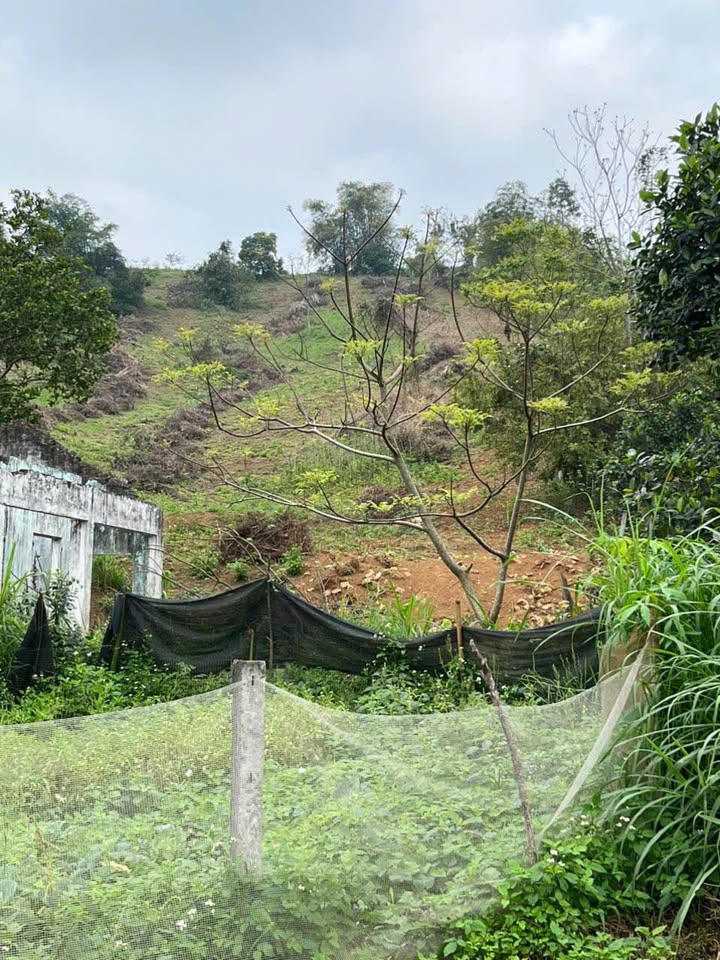 Đất Vườn Ba Vì 20000m² - Đầu tư Sinh lời Hấp dẫn