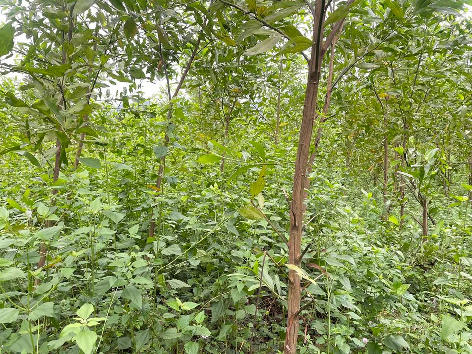 Đất Vườn Tây Giang, Tây Sơn 1700m² - Tiềm năng sinh lời chỉ từ 1xx triệu