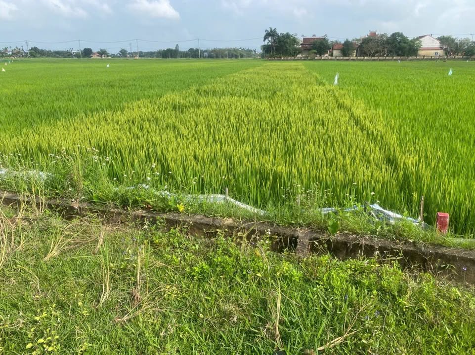 Đất Nền Hòa Tiến Đà Nẵng 500m² Sổ Hồng Sẵn - Đầu tư an nhàn