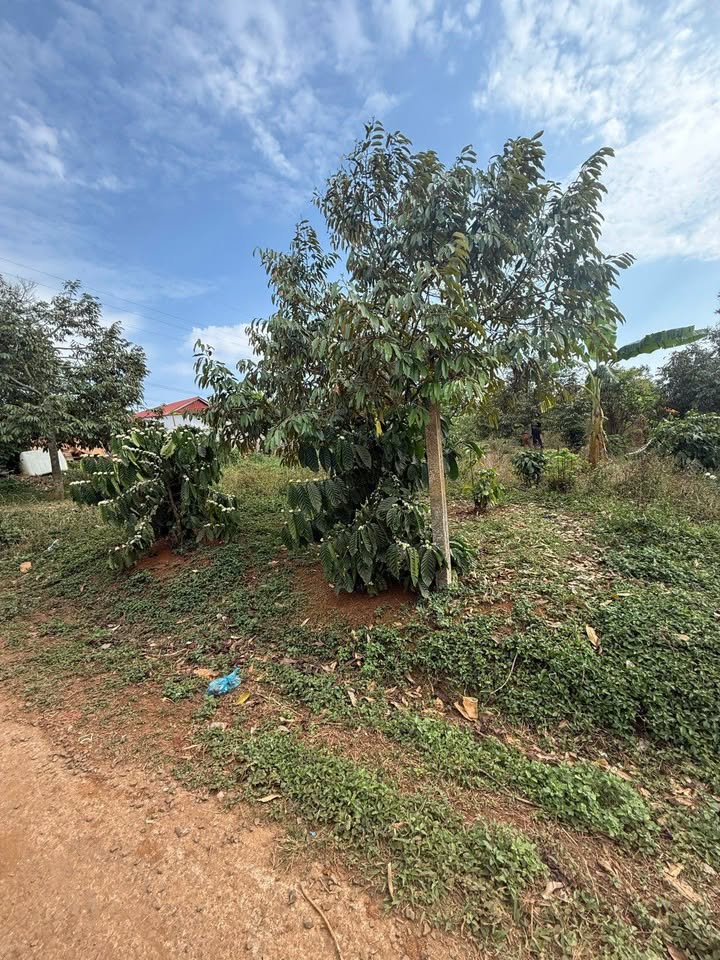 Bán Đất Pơng Drang (Krông Búk) 364m² - Sổ Đỏ Rõ Ràng, Giá Đầu Tư 1.19 Tỷ