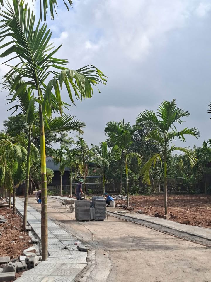 Đất nền KĐT Vườn Cau Hòa Mạc 83m² 1 tỷ - Đường to ô tô