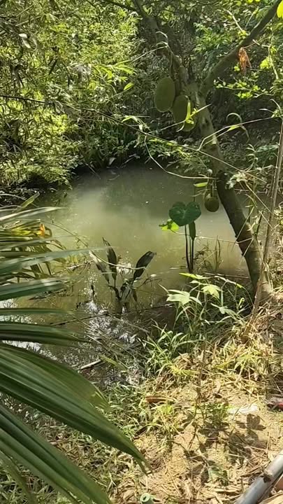 Đất Vườn Sầu Riêng 1500m² Tại Cai Lậy - Tiềm Năng Sinh Lời Hấp Dẫn