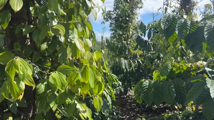 Đất vườn Thuận Hạnh Đắk Song 1ha 2.25 tỷ - Sinh thái xanh