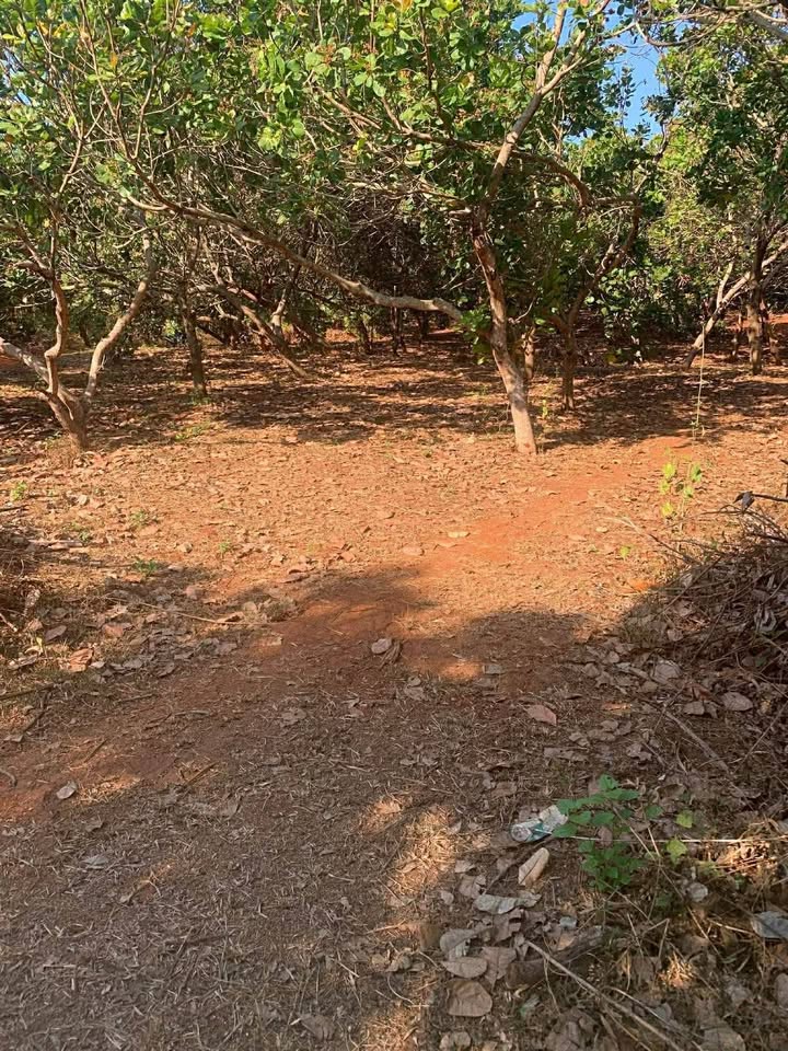 Đất rẫy Bù Gia Mập 1944m² - Suối chảy quanh năm, giá 670 triệu!