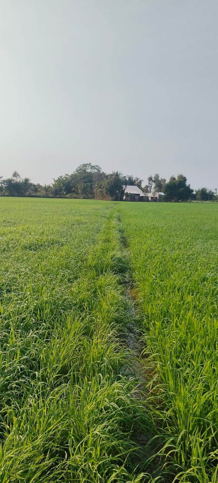 Bán 10.000m² Đất Vườn Phường Vị Tân, Cần Thơ - Sổ Hồng Riêng, Mặt Tiền Kênh Rộng