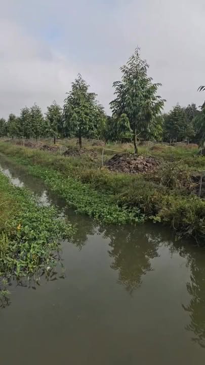 Bán Đất Vườn Sầu Riêng Thái 3600m² Tiền Giang - Sẵn Vườn Tiềm Năng