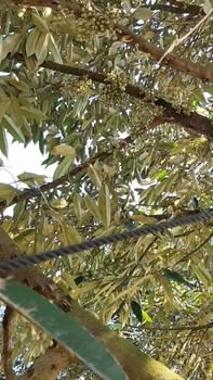 Bán Đất Vườn Sầu Riêng 3.3ha Bom Bo, Bình Phước - Thu Hoạch Khủng