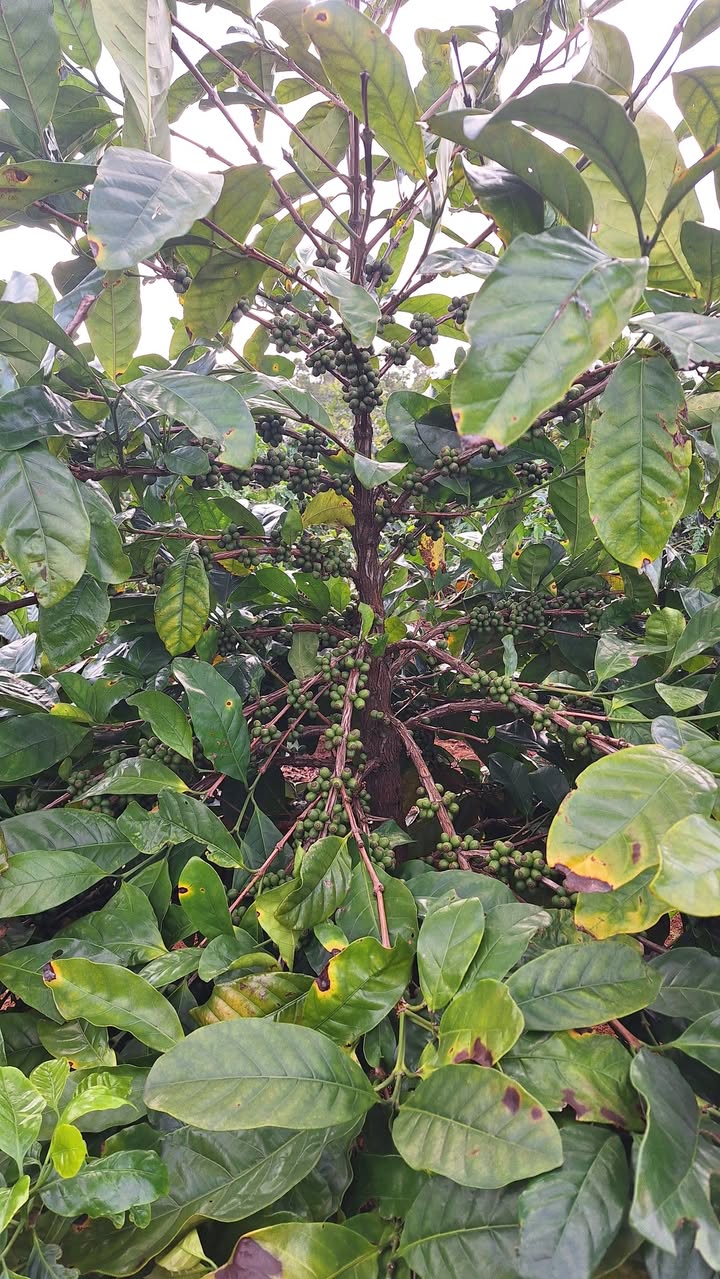 Bán Đất Vườn 3225m² Quảng Trị - Sẵn Sàng Trồng Trọt, Giá Chỉ 2xx Triệu