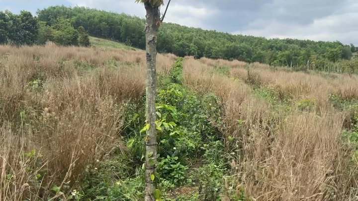 Bán Gấp Đất Nông Nghiệp 2 Ha Đắk Nông - Giá Tốt