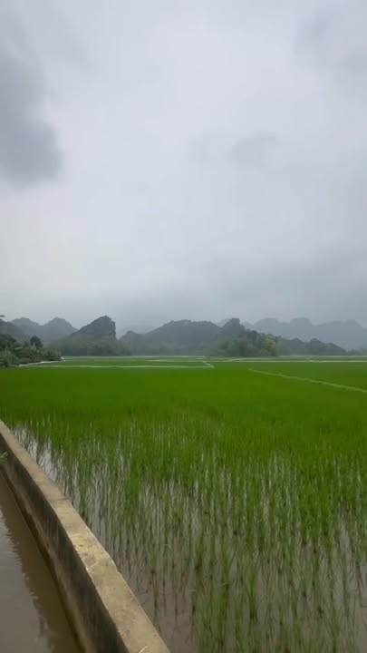 Đất Vườn 956m² Hòa Bình - Nghỉ Dưỡng Tuyệt Đẹp, Giá Chỉ Từ 4 Tỷ