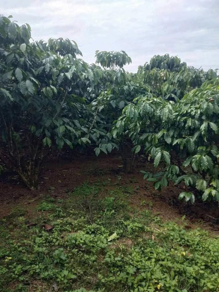 Đất Vườn 1.2ha Sổ Đỏ Full Thổ Cư - Giá Rẻ 2.4 Tỷ Tại Di Linh, Lâm Đồng