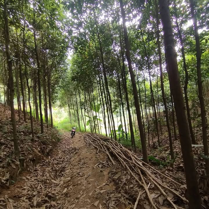 Đất vườn Trì Quang, Bảo Thắng 2.5ha - Sổ đỏ chính chủ!