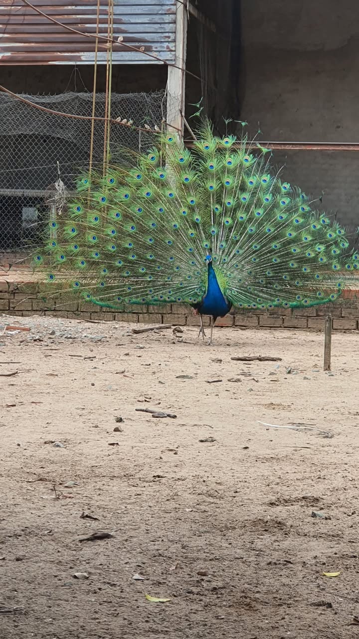 Bán Căn Hộ Nhà Ở Xã Hội Gia Phúc 40m² - Giá 3xx Triệu